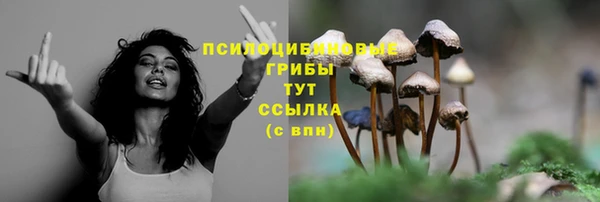шишки Горно-Алтайск